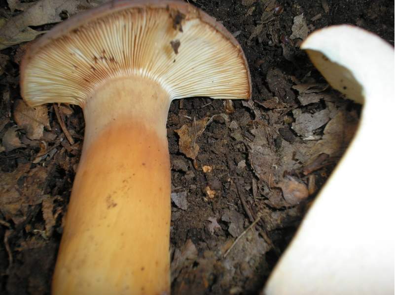 Russula e Amanita?